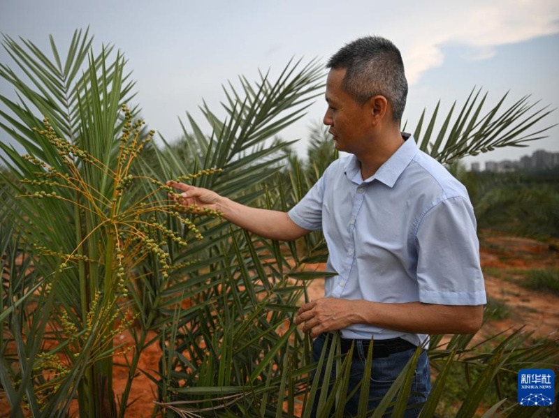 【音聲ニュース】アラブ首長(zhǎng)國(guó)連邦のナツメヤシが海南省で結(jié)実