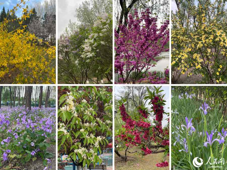 朝陽公園內(nèi)に咲く花々（撮影?勝又あや子）。