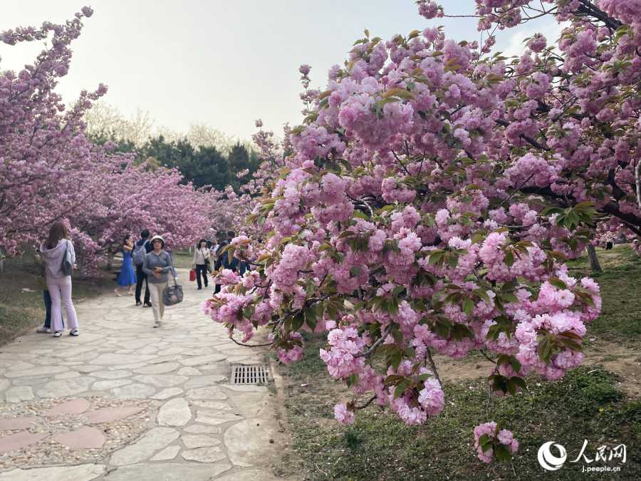 桜花谷（撮影?勝又あや子）。