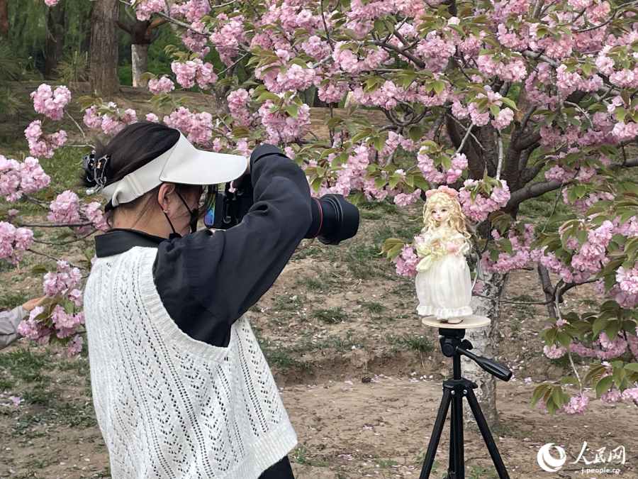 桜花谷ではドールと桜の寫真を撮る「ドル活」をする人も?。ù橛?勝又あや子）。
