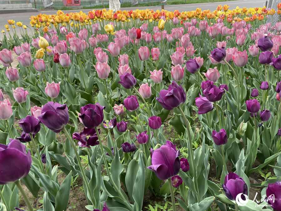 中心島のチューリップ（撮影?勝又あや子）。