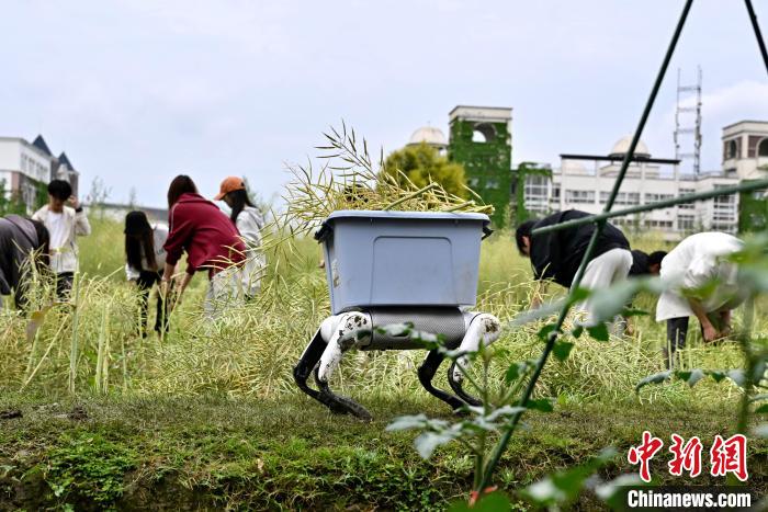 大學農(nóng)場で菜種の収穫手伝う人型ロボットとロボット犬　四川省成都