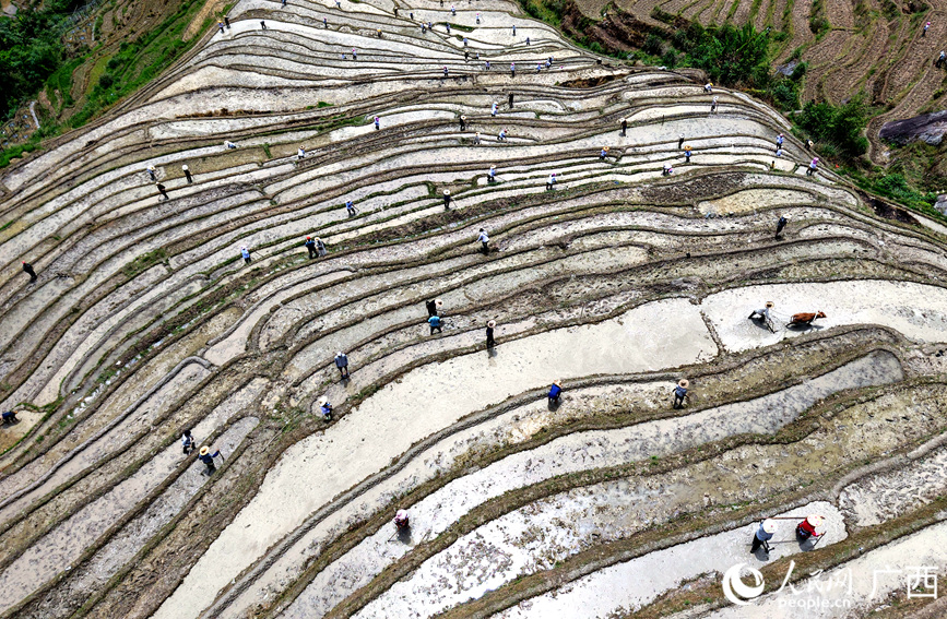 観光客を魅了する美しい棚田　広西?竜勝