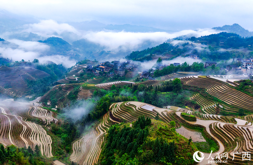 観光客を魅了する美しい棚田　広西?竜勝