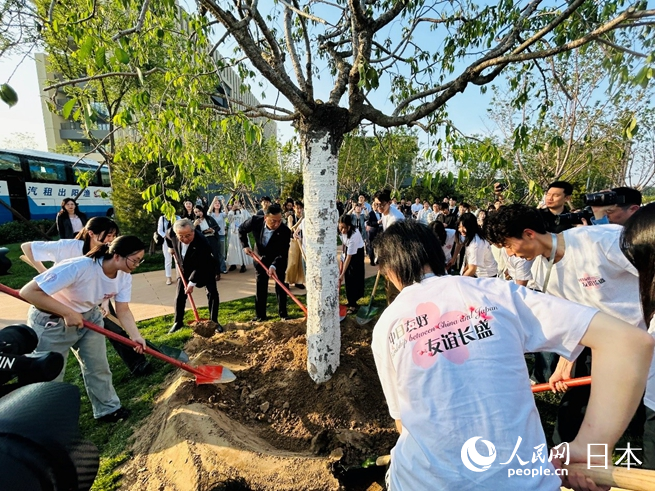 友好の象徴である桜の木を植える主催者代表と両國の大學生（撮影?許可）。