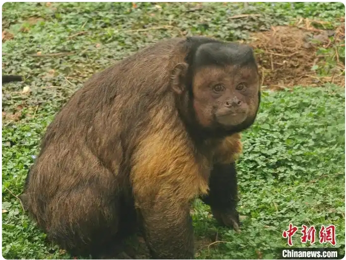 安徽合肥野生動(dòng)物園?霊長(zhǎng)目エリアで暮らすフサオマキザルの「大壯」(寫(xiě)真提供?合肥野生動(dòng)物園) 。