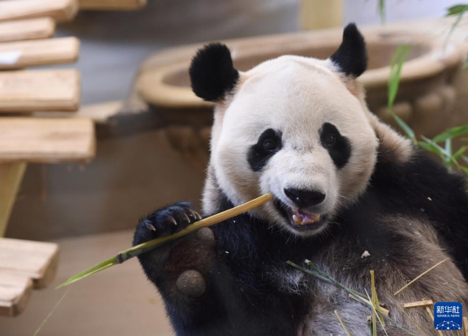 ウィーンでパンダの「荷風(fēng)」と「蘭韻」の歓迎セレモニー　オーストリア