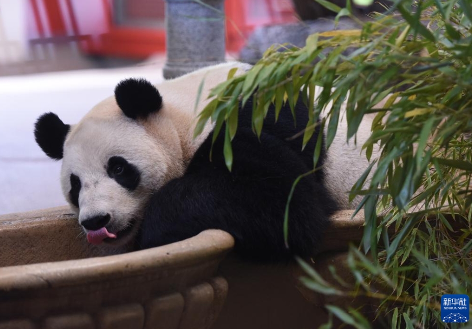 ウィーンでパンダの「荷風(fēng)」と「蘭韻」の歓迎セレモニー　オーストリア