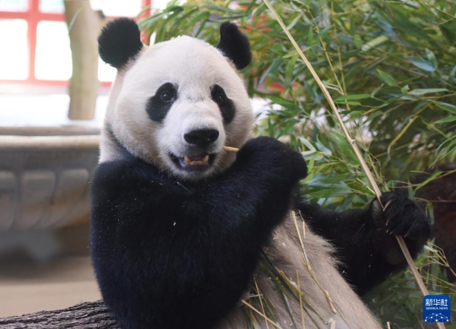 ウィーンでパンダの「荷風(fēng)」と「蘭韻」の歓迎セレモニー　オーストリア