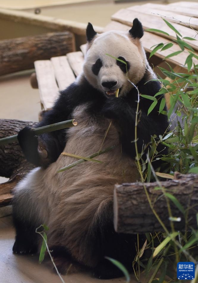 ウィーンでパンダの「荷風(fēng)」と「蘭韻」の歓迎セレモニー　オーストリア