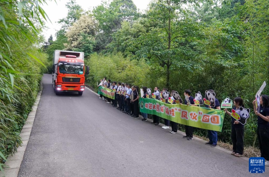 パンダの「福娃」と「鳳儀」がマレーシアから帰國