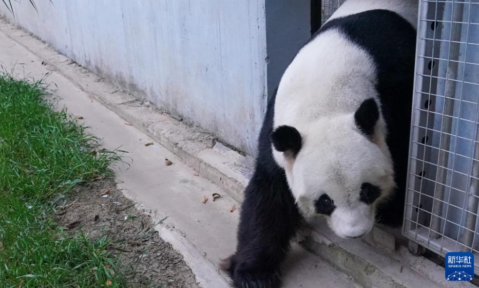 パンダの「福娃」と「鳳儀」がマレーシアから帰國