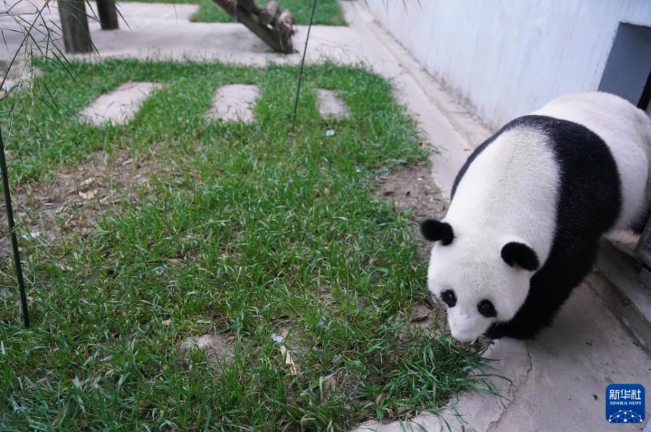 パンダの「福娃」と「鳳儀」がマレーシアから帰國