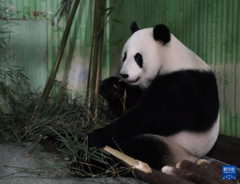 パンダの「福娃」と「鳳儀」がマレーシアから帰國