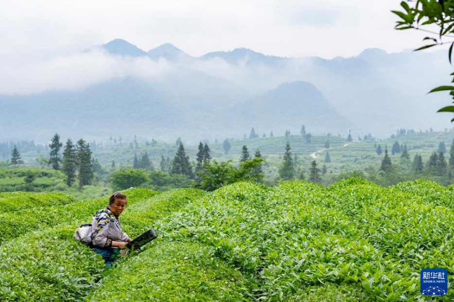 山奧にある世界の抹茶「ギガファクトリー」　貴州省