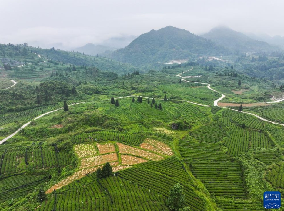 山奧にある世界の抹茶「ギガファクトリー」　貴州省