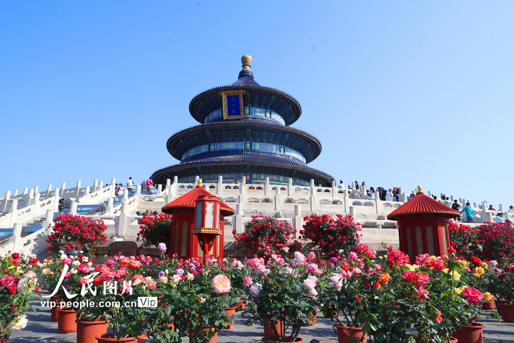 北京市の天壇公園でコウシンバラが満開に　観光客を歓迎