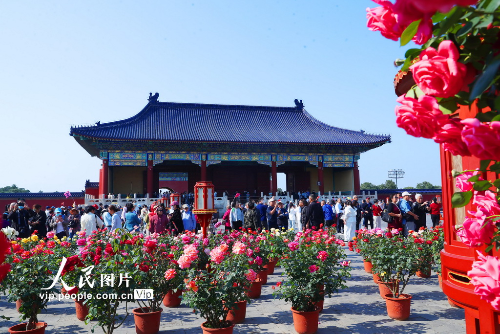 北京市の天壇公園でコウシンバラが満開に　観光客を歓迎