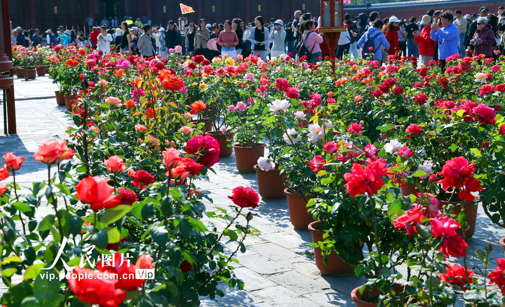 北京市の天壇公園でコウシンバラが満開(kāi)に　観光客を歓迎