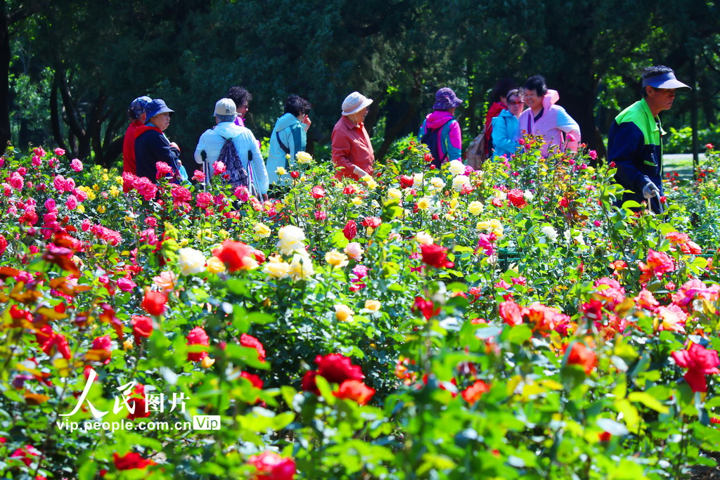 北京市の天壇公園でコウシンバラが満開に　観光客を歓迎