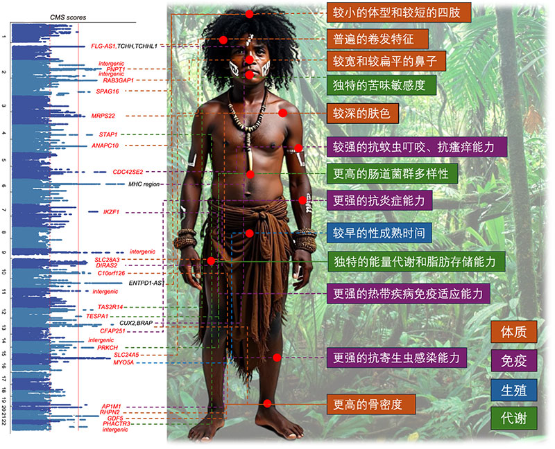 東南アジア人ゲノムに見(jiàn)られる自然選択のシグナルと潛在的な環(huán)境適応表現(xiàn)型。畫(huà)像提供：取材先