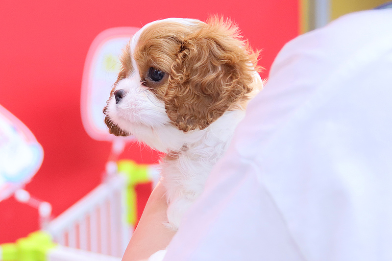 （畫像著作権はCFP視覚中國所有のため転載禁止）