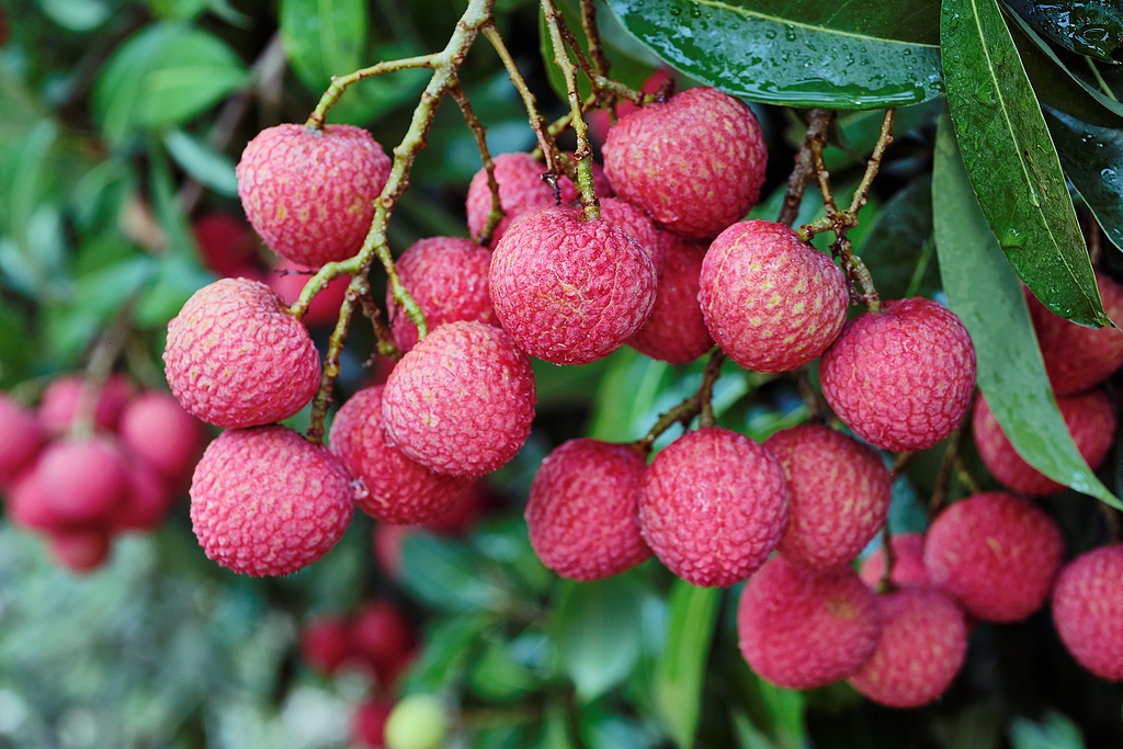 （畫像著作権はCFP視覚中國所有のため転載禁止）