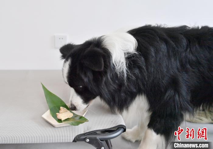 端午節(jié)にはペットにもちまきを！ペット用ちまきが人気に　吉林省