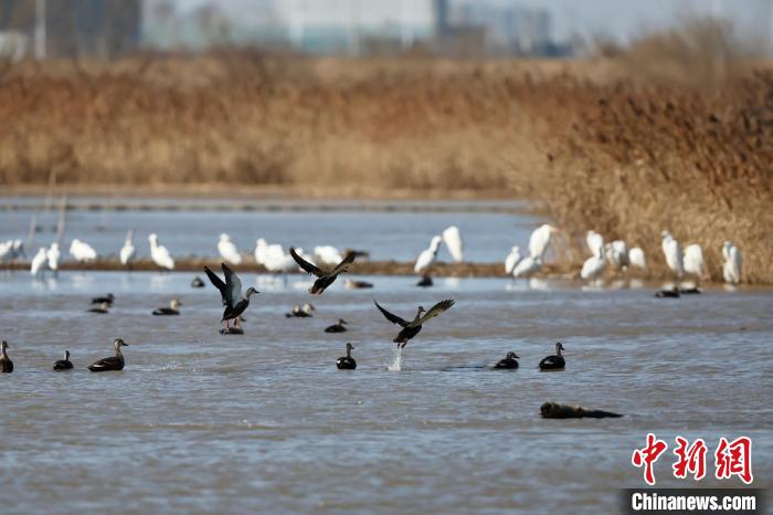 1月27日には、浙江省紹興市上虞區(qū)北部の干潟濕地で、カモやクロツラヘラサギなどが水上で休息している様子。（撮影?項(xiàng)菁）