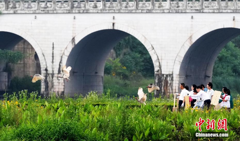 トキ12羽を放鳥　四川省沐川
