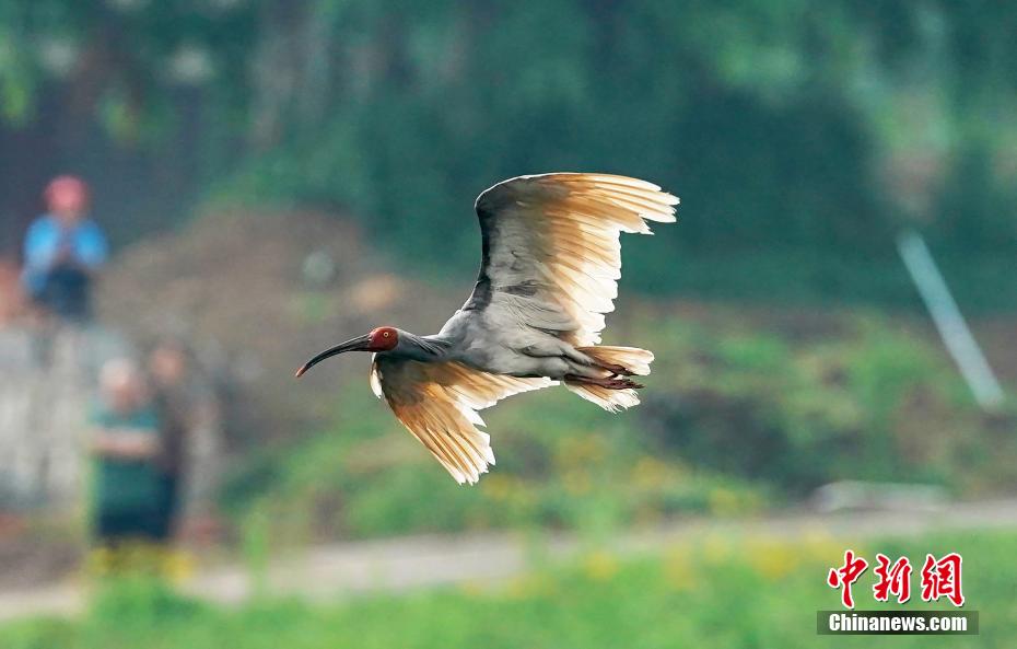 トキ12羽を放鳥　四川省沐川