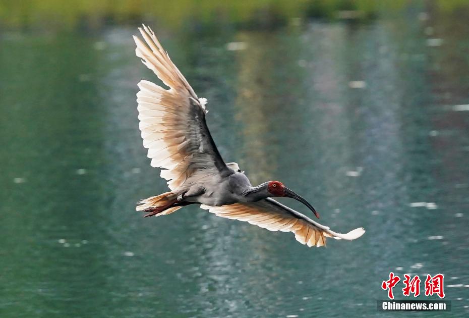 トキ12羽を放鳥　四川省沐川