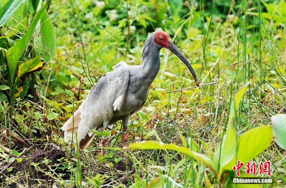 トキ12羽を放鳥　四川省沐川