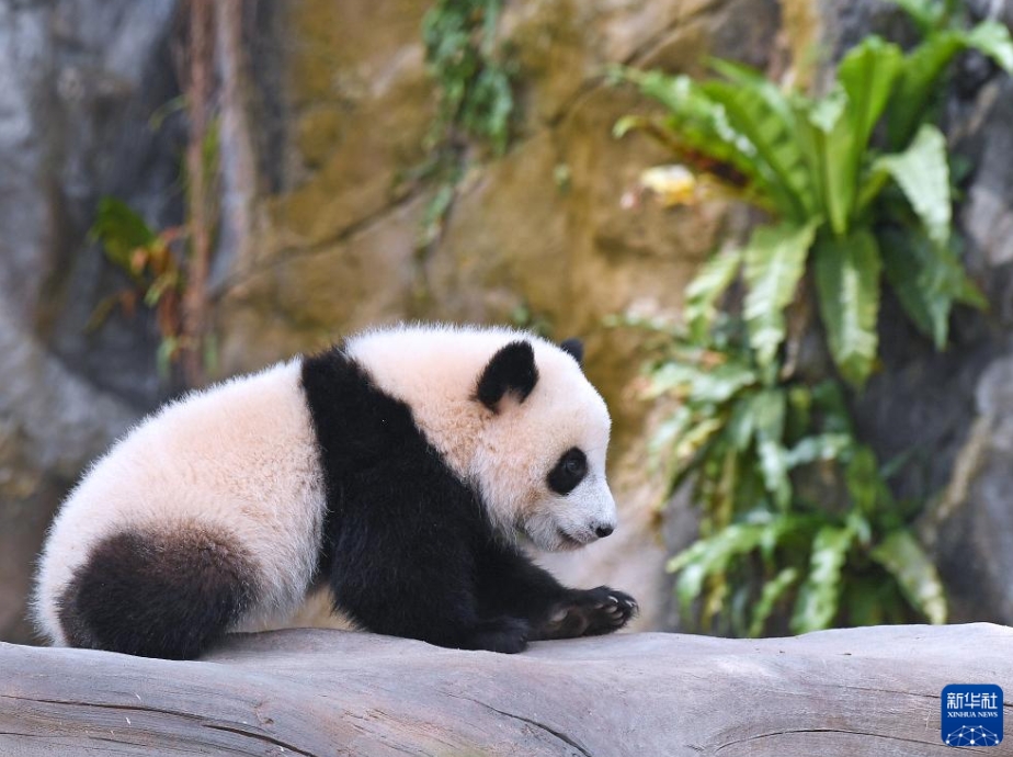 香港オーシャンパークの雙子の赤ちゃんパンダの名前が「加加」と「得得」に決定