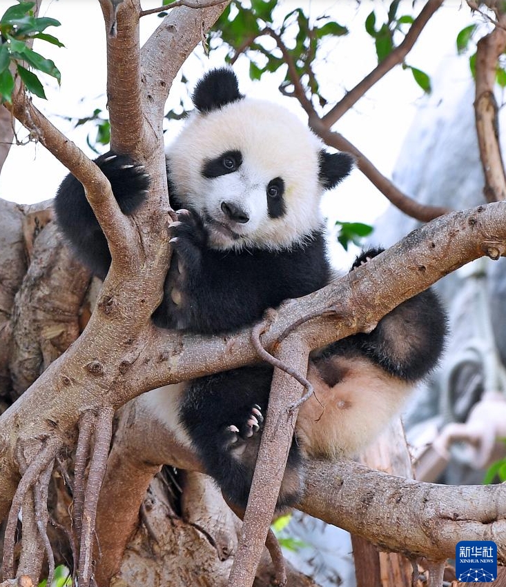 香港オーシャンパークの雙子の赤ちゃんパンダの名前が「加加」と「得得」に決定