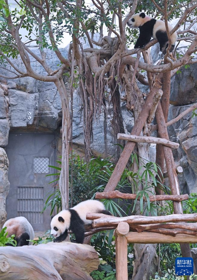 香港オーシャンパークの雙子の赤ちゃんパンダの名前が「加加」と「得得」に決定