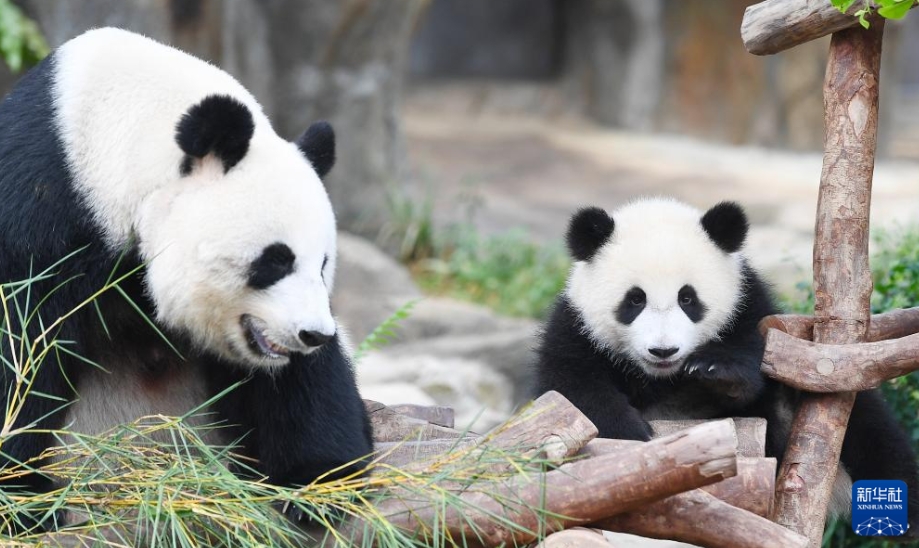 香港オーシャンパークの雙子の赤ちゃんパンダの名前が「加加」と「得得」に決定