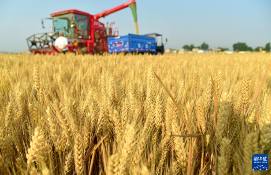 「三夏」の大規(guī)模な小麥の農(nóng)機(jī)による?yún)Х偉攻咯`ト