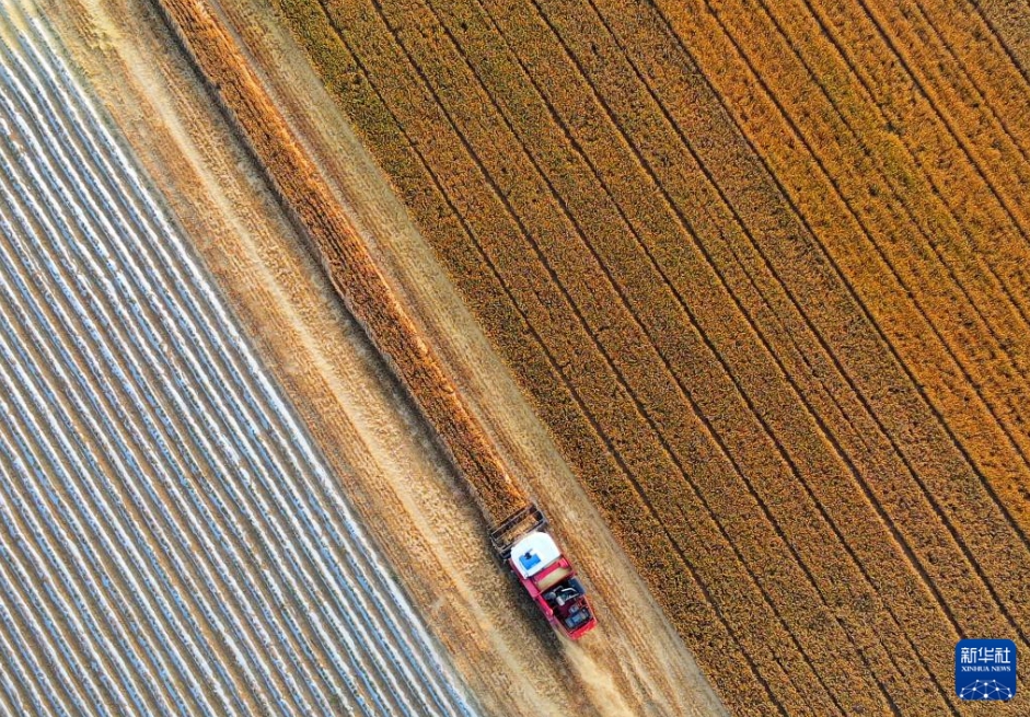 「三夏」の大規(guī)模な小麥の農(nóng)機(jī)による?yún)Х偉攻咯`ト