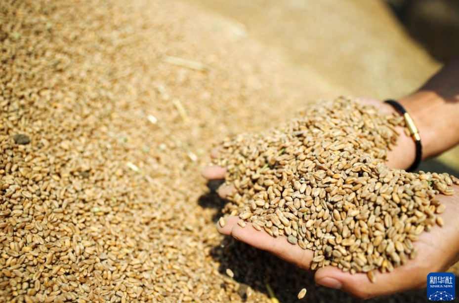 「三夏」の大規(guī)模な小麥の農(nóng)機(jī)による?yún)Х偉攻咯`ト