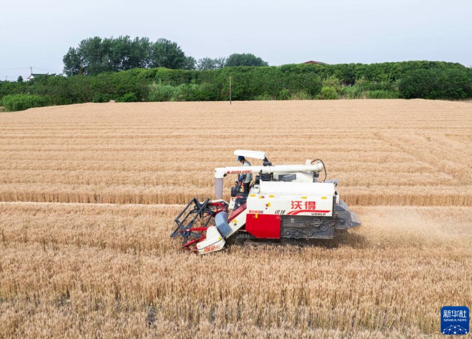 「三夏」の大規(guī)模な小麥の農(nóng)機による?yún)Х偉攻咯`ト