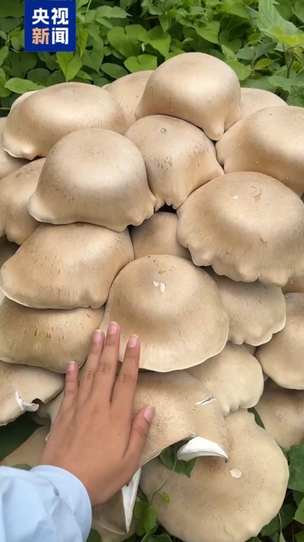 広西?賀州市で巨大キノコ発見　持ち上げるのに4人がかり