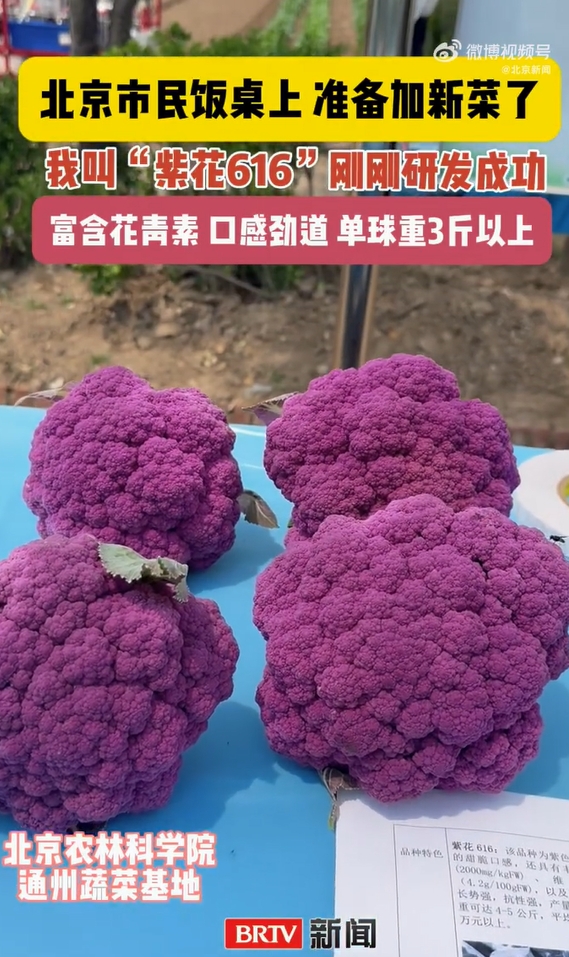 紫色のカリフラワー登場！北京市民の食卓を彩る新メンバーに