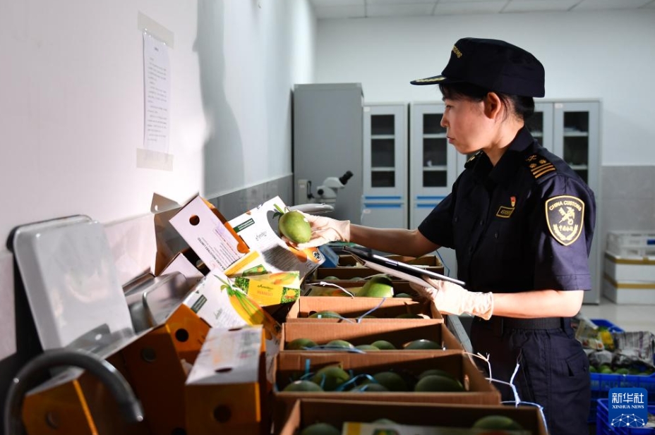 バングラデシュ産マンゴーが中國市場に初入荷