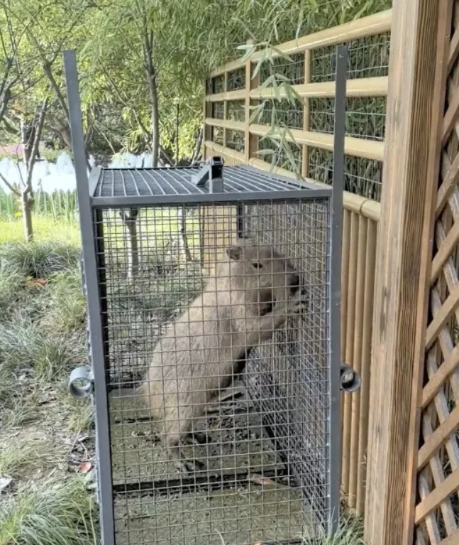 【音聲ニュース】2ヶ月以上の「逃亡生活」経て、カピバラの「豆包」ついにお縄に！