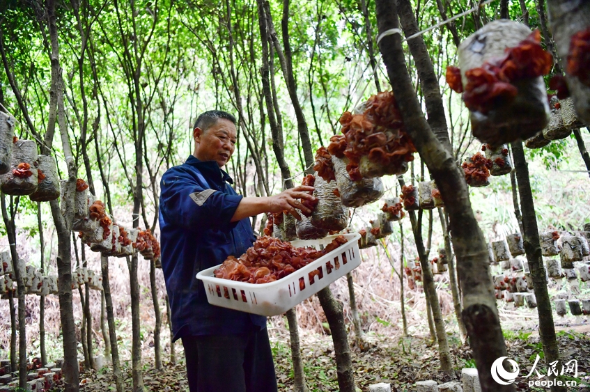 広昌県旴江林場(chǎng)の葉の茂る木の下で、キクラゲを収穫する村民（撮影?時(shí)雨）。