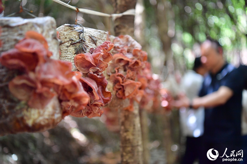 葉の茂る木々の下でキクラゲや生薬を栽培　江西省広昌