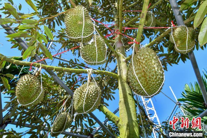 ドリアンの木に実る多くの果実（撮影?駱雲(yún)飛）。