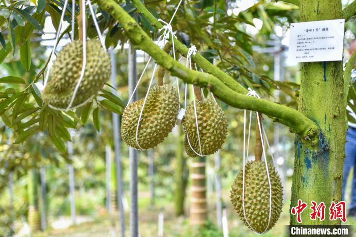 三亜産ドリアンが6月末にも出荷スタート！　海南省