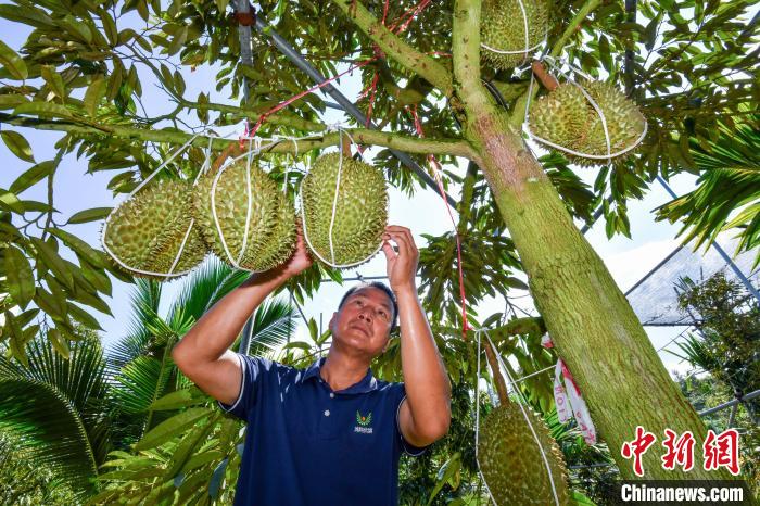 三亜産ドリアンが6月末にも出荷スタート！　海南省